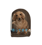 クリームダックス（個別スタンプ：4）