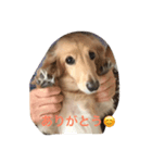 クリームダックス（個別スタンプ：5）