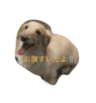 クリームダックス（個別スタンプ：6）