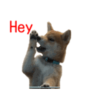 柴犬はちの 俺にも喋らせろ！ 3.5.8（個別スタンプ：1）