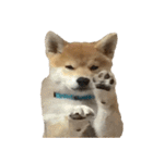 柴犬はちの 俺にも喋らせろ！ 3.5.8（個別スタンプ：3）