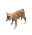柴犬はちの 俺にも喋らせろ！ 3.5.8（個別スタンプ：4）