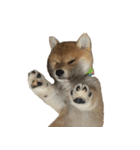 柴犬はちの 俺にも喋らせろ！ 3.5.8（個別スタンプ：5）