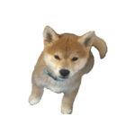 柴犬はちの 俺にも喋らせろ！ 3.5.8（個別スタンプ：6）