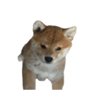 柴犬はちの 俺にも喋らせろ！ 3.5.8（個別スタンプ：7）