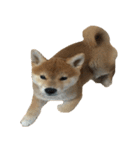 柴犬はちの 俺にも喋らせろ！ 3.5.8（個別スタンプ：8）