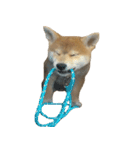 柴犬はちの 俺にも喋らせろ！ 3.5.8（個別スタンプ：9）