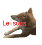 柴犬はちの 俺にも喋らせろ！ 3.5.8（個別スタンプ：11）