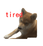 柴犬はちの 俺にも喋らせろ！ 3.5.8（個別スタンプ：12）