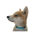 柴犬はちの 俺にも喋らせろ！ 3.5.8（個別スタンプ：13）