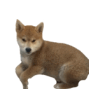 柴犬はちの 俺にも喋らせろ！ 3.5.8（個別スタンプ：14）