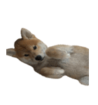 柴犬はちの 俺にも喋らせろ！ 3.5.8（個別スタンプ：15）