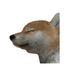 柴犬はちの 俺にも喋らせろ！ 3.5.8（個別スタンプ：16）