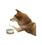 柴犬はちの 俺にも喋らせろ！ 3.5.8（個別スタンプ：17）