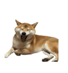 柴犬はちの 俺にも喋らせろ！ 3.5.8（個別スタンプ：20）