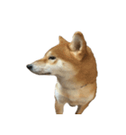 柴犬はちの 俺にも喋らせろ！ 3.5.8（個別スタンプ：21）