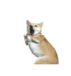 柴犬はちの 俺にも喋らせろ！ 3.5.8（個別スタンプ：22）