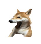 柴犬はちの 俺にも喋らせろ！ 3.5.8（個別スタンプ：23）