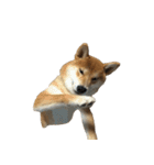 柴犬はちの 俺にも喋らせろ！ 3.5.8（個別スタンプ：25）