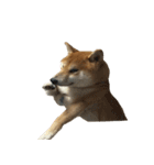 柴犬はちの 俺にも喋らせろ！ 3.5.8（個別スタンプ：26）