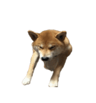 柴犬はちの 俺にも喋らせろ！ 3.5.8（個別スタンプ：27）