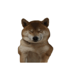 柴犬はちの 俺にも喋らせろ！ 3.5.8（個別スタンプ：28）
