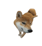柴犬はちの 俺にも喋らせろ！ 3.5.8（個別スタンプ：30）