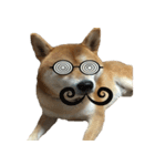 柴犬はちの 俺にも喋らせろ！ 3.5.8（個別スタンプ：31）