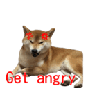 柴犬はちの 俺にも喋らせろ！ 3.5.8（個別スタンプ：32）