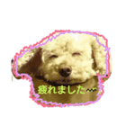 犬、猫ー3（個別スタンプ：1）