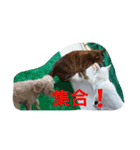 犬、猫ー3（個別スタンプ：4）