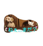 犬、猫ー3（個別スタンプ：10）