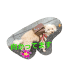 犬、猫ー3（個別スタンプ：16）