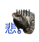 将軍(猫)（個別スタンプ：3）