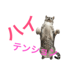 将軍(猫)（個別スタンプ：14）