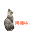 将軍(猫)（個別スタンプ：19）