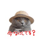 猫のライカ（個別スタンプ：1）