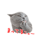 猫のライカ（個別スタンプ：2）