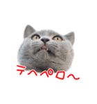 猫のライカ（個別スタンプ：3）