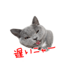 猫のライカ（個別スタンプ：4）