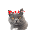 猫のライカ（個別スタンプ：5）