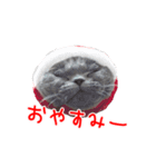 猫のライカ（個別スタンプ：6）