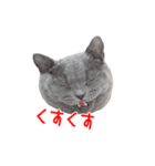 猫のライカ（個別スタンプ：7）