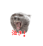 猫のライカ（個別スタンプ：8）