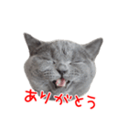 猫のライカ（個別スタンプ：9）