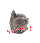 猫のライカ（個別スタンプ：10）
