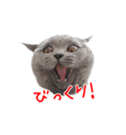 猫のライカ（個別スタンプ：11）