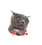 猫のライカ（個別スタンプ：12）