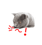 猫のライカ（個別スタンプ：13）
