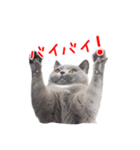 猫のライカ（個別スタンプ：14）